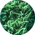 Tiras de pimenta verde congelada do IQF